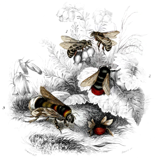 Jardine Naturalist's library Bees - Frontispiece.png