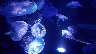Jellyfish swim in a tank at Waikiki Aquarium. Jellyfish at Waikiki Aquarium.jpg