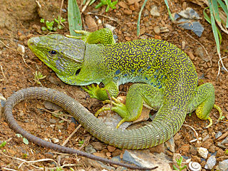 Ocellated lizard species of reptile