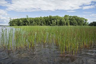 <i>Juncus militaris</i> Species of plant