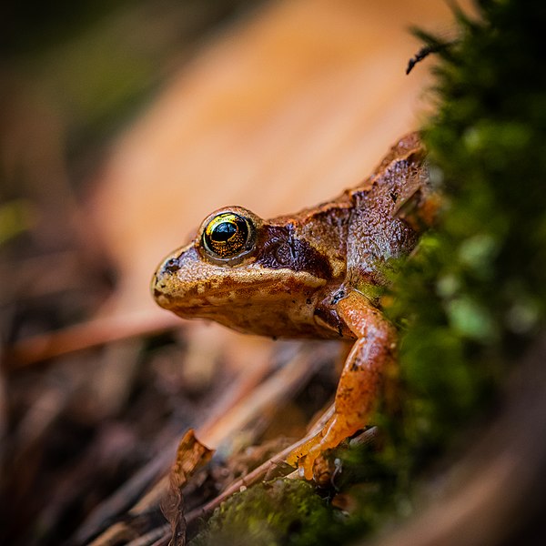 File:Junger Grasfrosch (Rana temporaria) im Naturpark Pfälzerwald 2.jpg