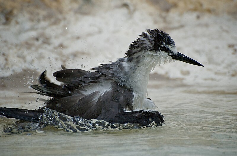 File:Juvenile Bridled Tern Splashing.jpg
