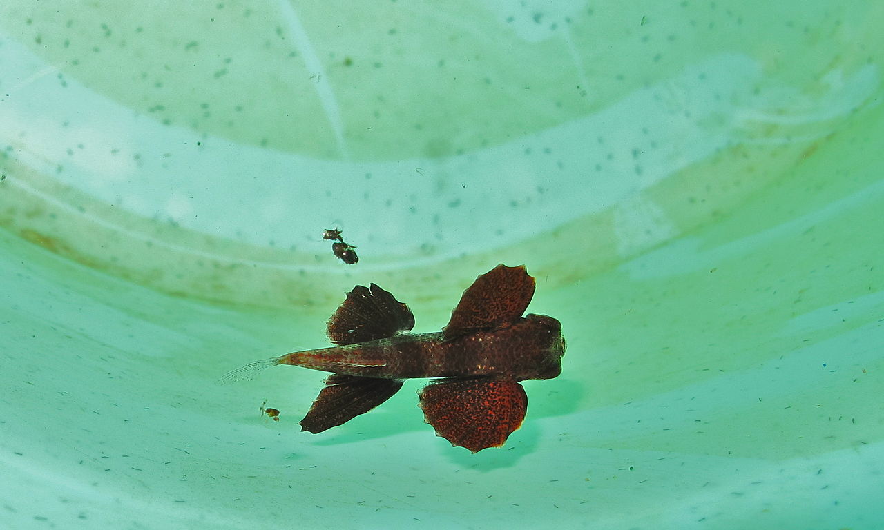 File:Juvenile Flying Fish (Exocoetidae) (8467227249).jpg - Wikimedia Commons