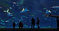 Kagoshima Aquarium (4509030922).jpg