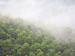 Kalenjimale forest towards Vitla Salethur road