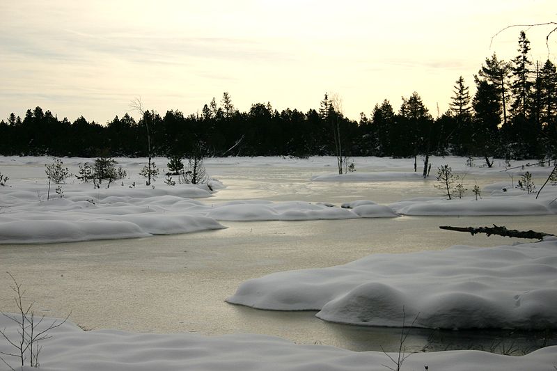 File:Kaltenbronn Hochmoor (BW).JPG