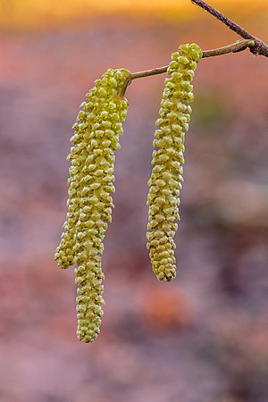 Katjes van een hazelaar (Corylus avellana). 26-01-2021. (actm.) 02.jpg