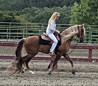 <span class="mw-page-title-main">Kentucky Mountain Saddle Horse</span> Breed of horse