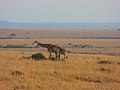 Kenya Keekorok 2013 sept. Safari - panoramio (2).jpg
