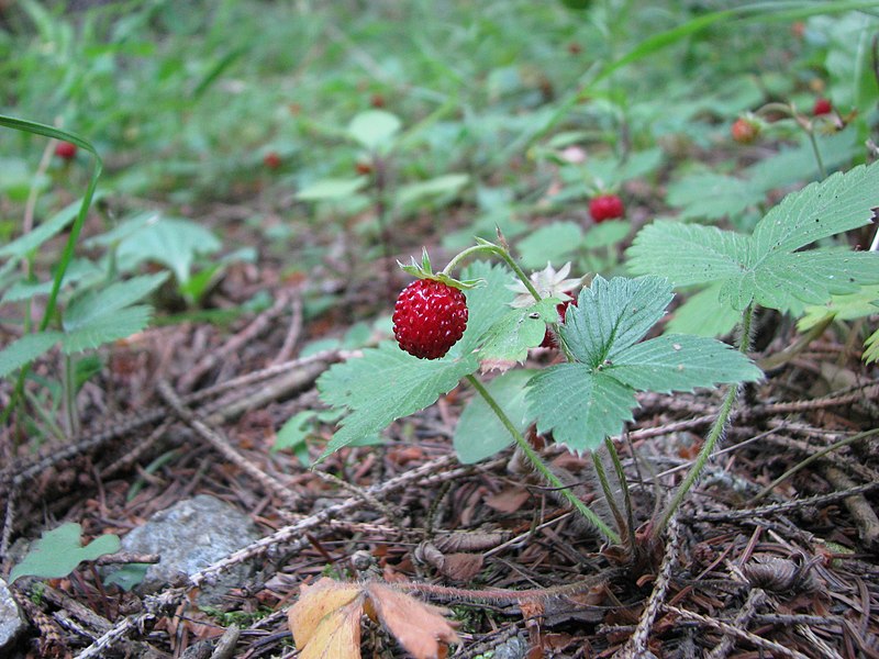 File:Kermeter Walderdbeeren02.jpg