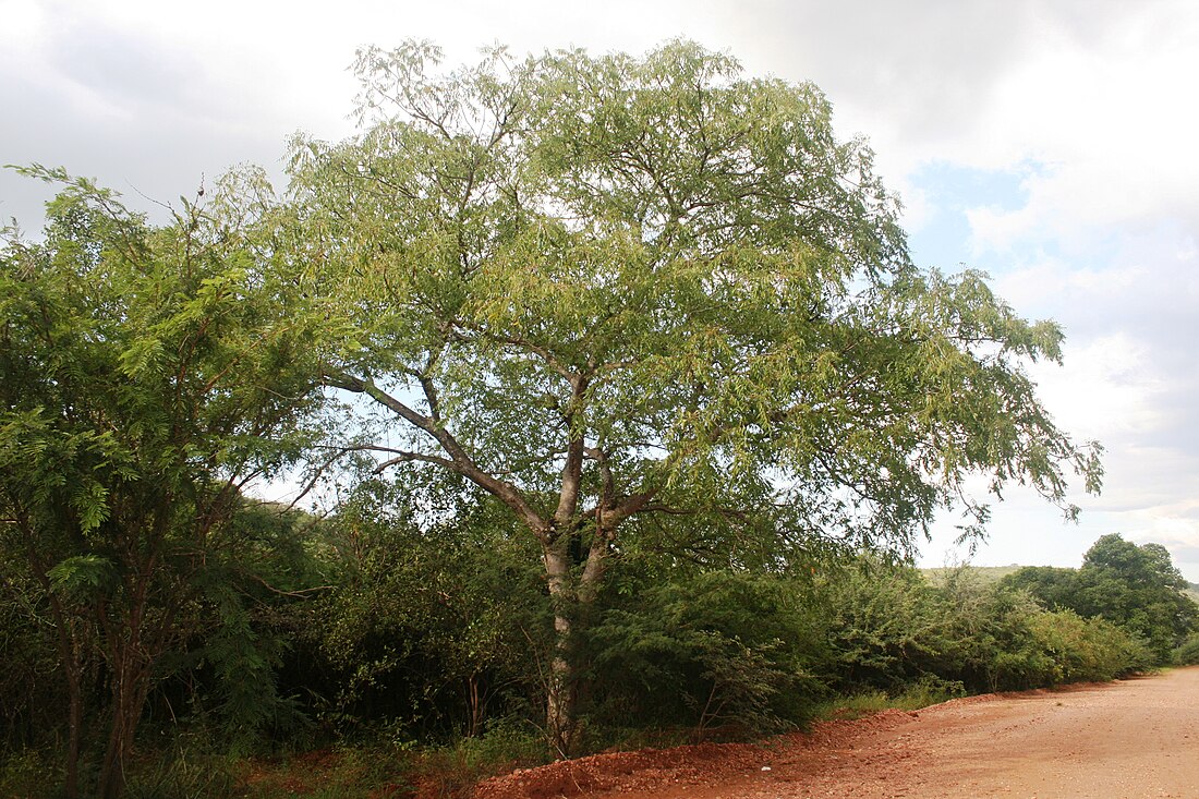 Kirkia acuminata