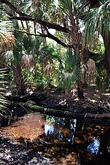 Kilpatrick Hammock Palms near pond