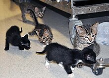 Kittens at the Guantanamo veterinary clinic make a break for freedom.jpg