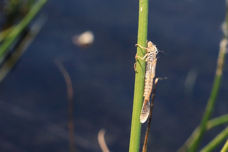 File:Kleinlibellen-Larvenhülle 5643.jpg