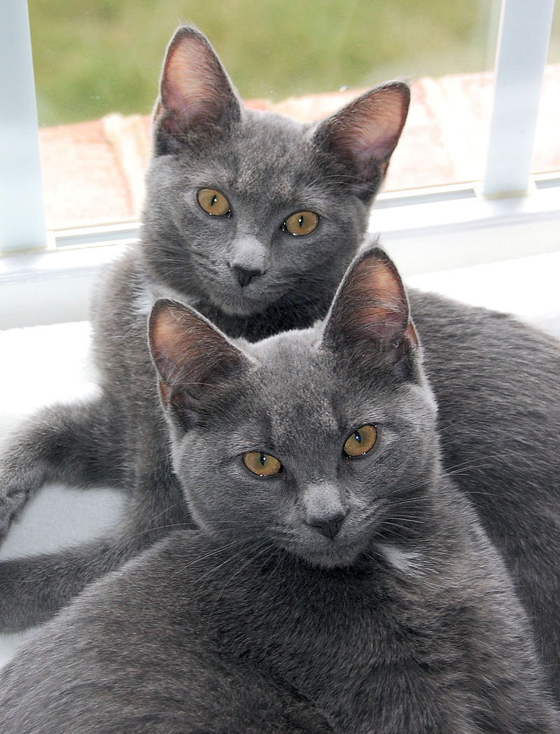 Korat Sisters.jpg