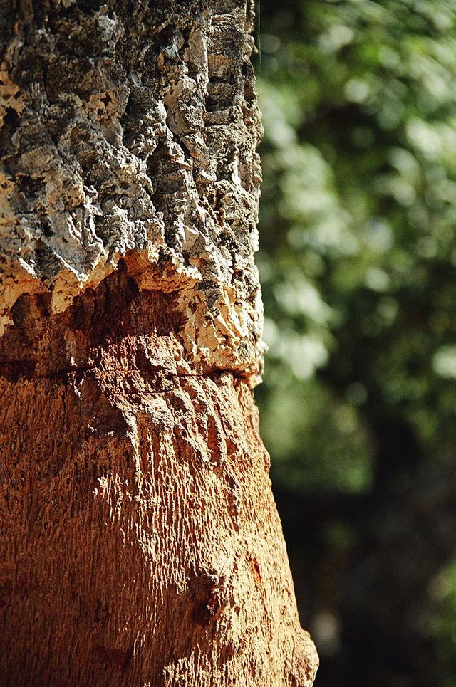 Researchers estimate nearly one-third of oaks