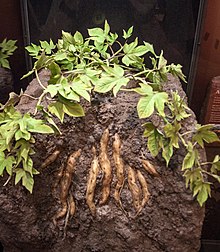 Taputini
, a pre-European cultivar of sweet potato (kumara
) from New Zealand Kumara (taputini, ipomoea batatas).jpg