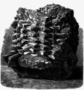 Thumbnail for File:La Nature - 1874 - S1 - Tronc de palmier fossile - p005.png