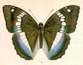 Euthalia duda