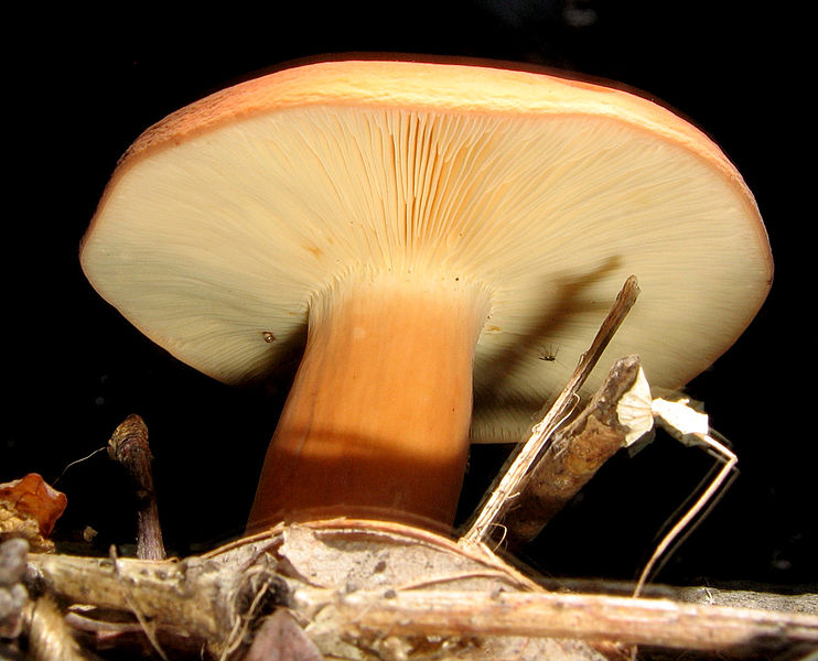 File:Lactarius volemus 48521.jpg