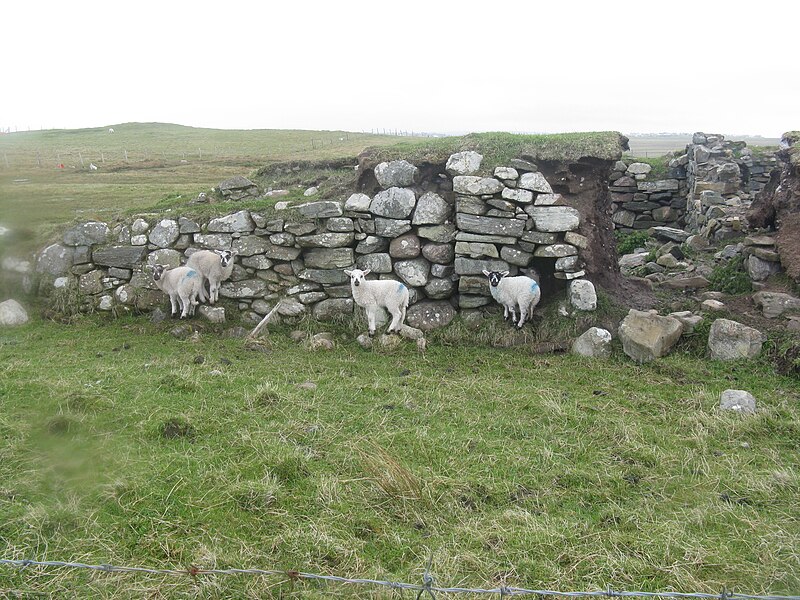 File:Lambs seeking shelter - geograph.org.uk - 3476158.jpg