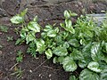 Lamium maculatum (ru:Яснотка крапчатая, или яснотка пятнистая) (en:Spotted deadnettle, spotted henbit and purple dragon) (de:Gefleckte Taubnessel) (lv:Plankumainā panātre)