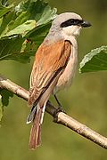 Oiseau posé sur une branche vu de côté.