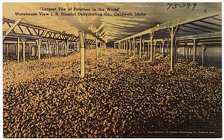 ไฟล์:Largest pile of potatoes in the world, warehouse view J.R. Simplot Dehydrating Co., Caldwell, Idaho (75399).jpg