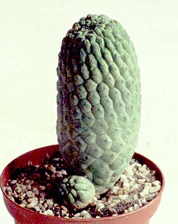 <i>Larryleachia</i> genus of plants