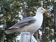 Un goéland leucophée des Îles Cies