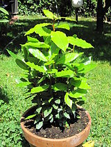 Laurus nobilis in pot