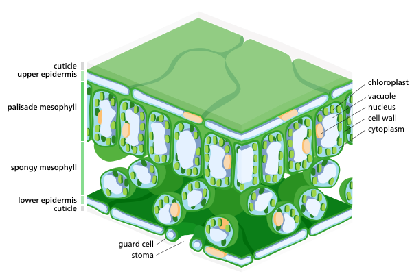 Une coupe transversale d'une feuille, montrant des chloroplastes dans ses cellules mésophylles.  Les cellules stomales de garde ont également des chloroplastes, bien que beaucoup moins que les cellules mésophylles.