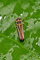 Leafhopper (14899346613).jpg