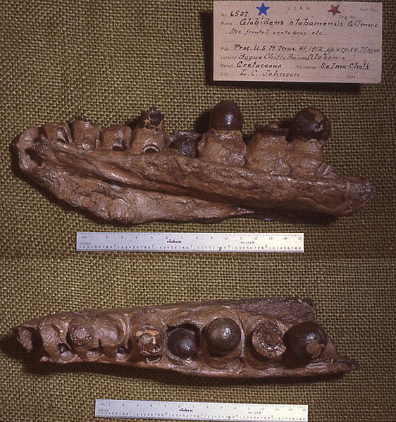 File:Left maxilla of holotype of Globidens, USNM 6527.jpg