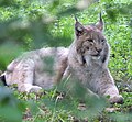 Lynx