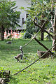 * Nomination Lemur catta (Ring-tailed lemur) in the ZooParc de Beauval in Saint-Aignan-sur-Cher, France. -- Medium69 03:14, 25 November 2015 (UTC) * Decline Insufficient quality. That's nothing for here. Main objects too small and everything blurred. --Rolf H. 10:57, 25 November 2015 (UTC)