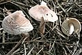 Лепиота коричнево-красная (Lepiota brunneoincarnata) — один из наиболее смертельно опасных грибов своего рода.