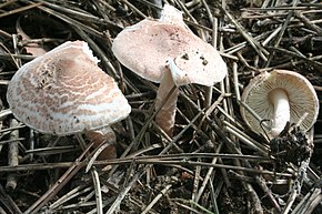 A Lepiota brunneoincarnata 060823w.jpg kép leírása.