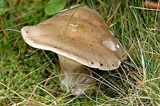 <i>Lepista panaeolus</i> Species of fungus