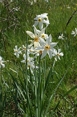 Narcissus runollinen