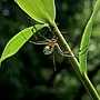 Leucauge için küçük resim