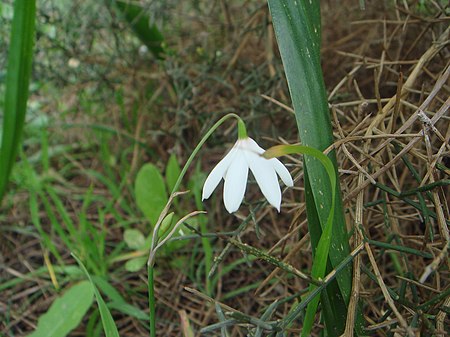 Tập_tin:Leucojum_trichophyllum_1.JPG