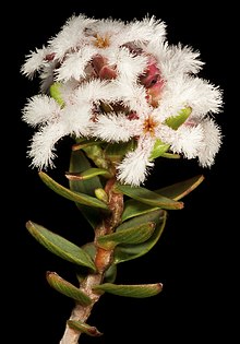 Leucopogon polymorphus aff. (6822871280) .jpg