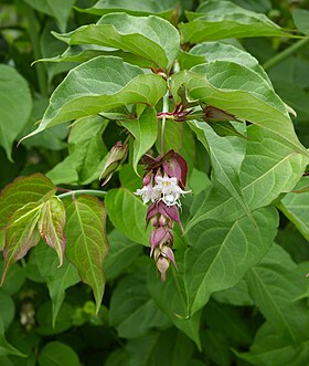 Leycesteria formosa Foto: Wouter Hagens