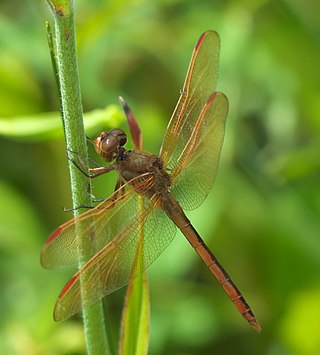 <i>Libellula auripennis</i> Species of dragonfly