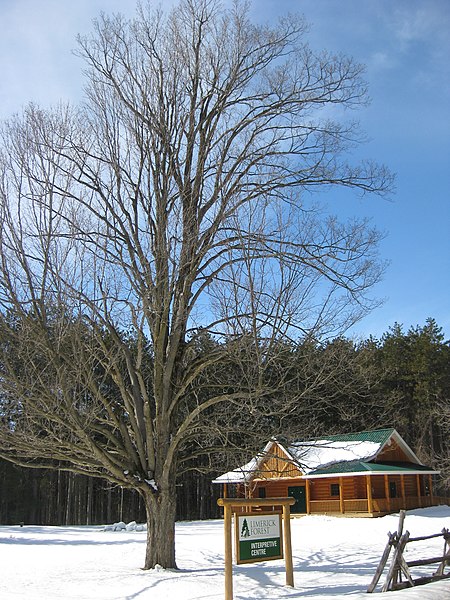 File:Limerick Forest - panoramio.jpg