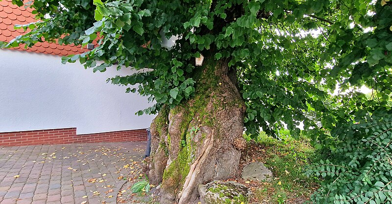 File:Linde am Gemeindebackhaus zu Wachstedt.jpg