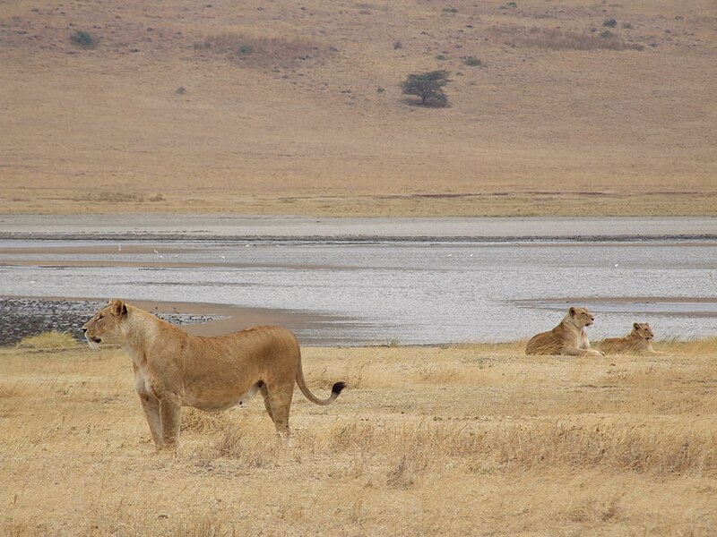 File:Lion Ngorongoro 11.jpg