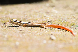 <i>Lipinia vittigera</i> Species of lizard