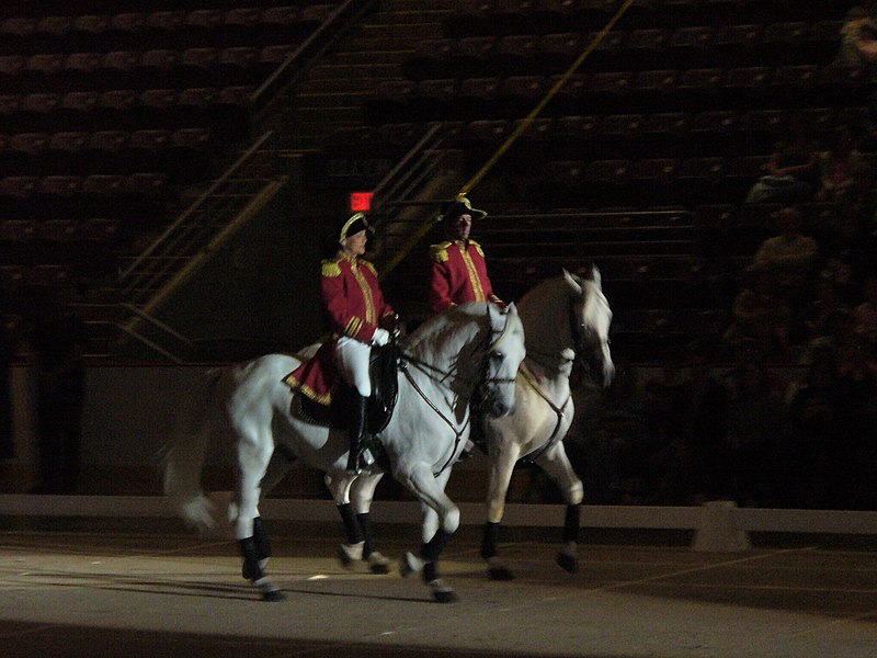 File:Lipizzaner (4386176460).jpg